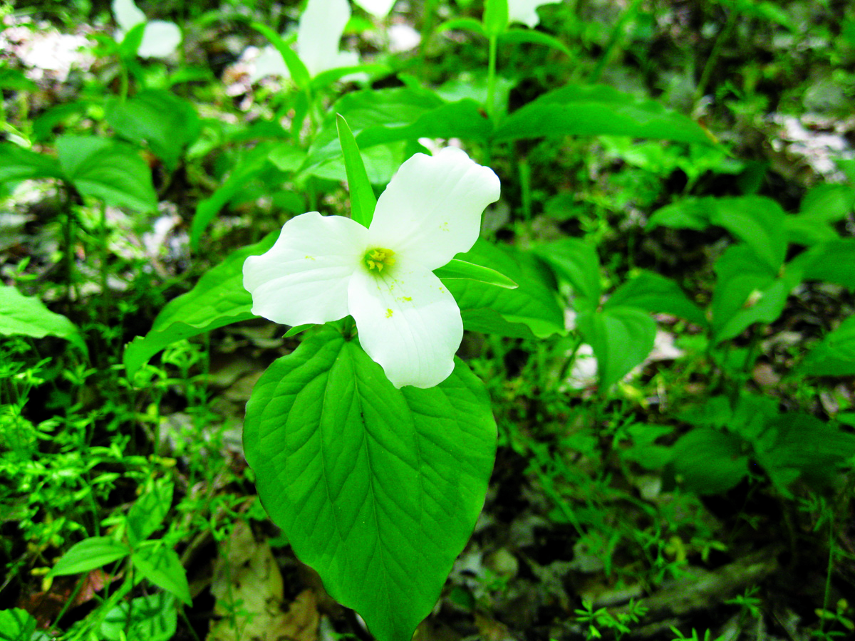 Spring Flowers Ohio Pictures Best Flower Site